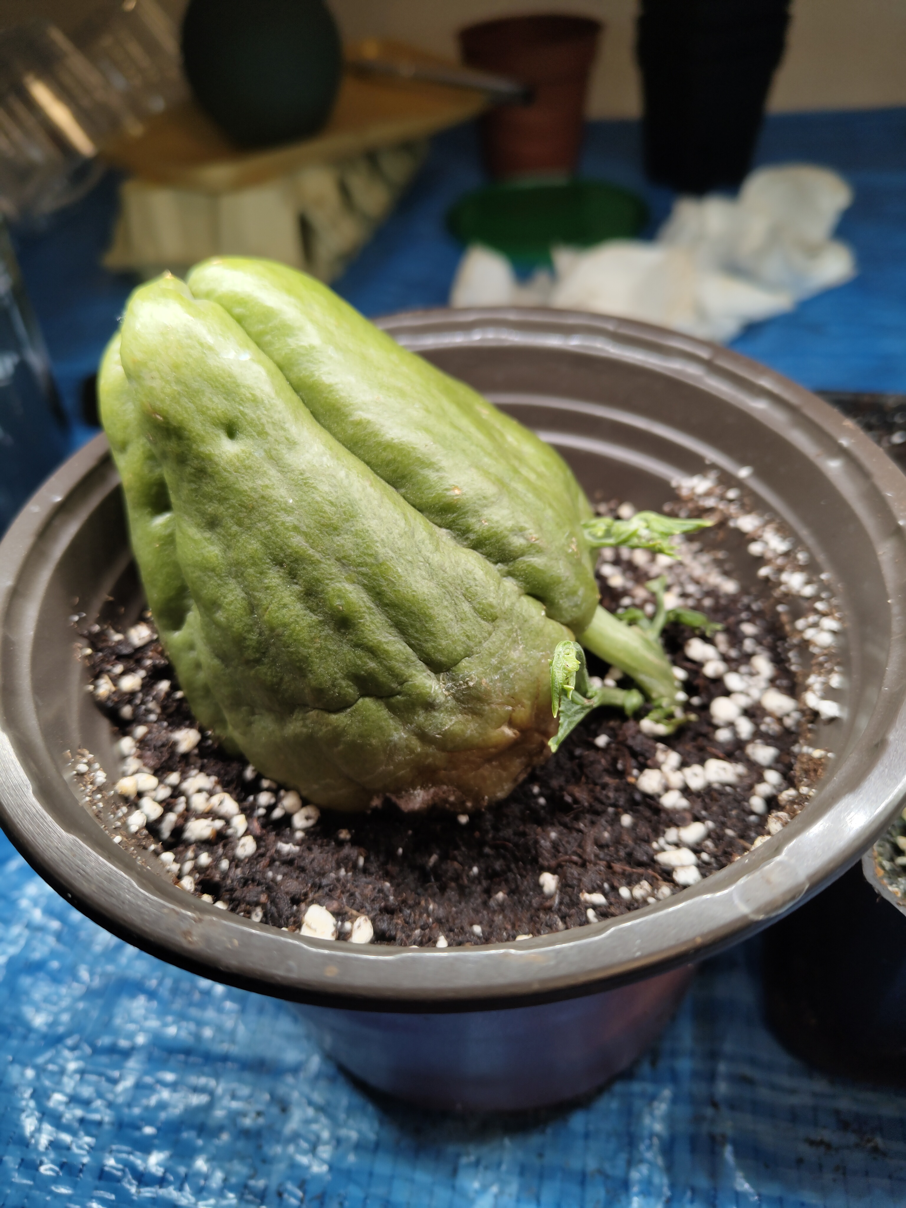 Potted chayote